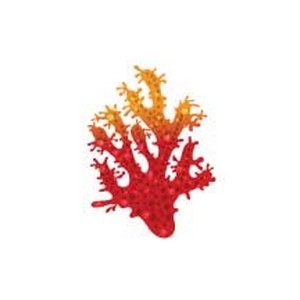 Red & Orange Coral